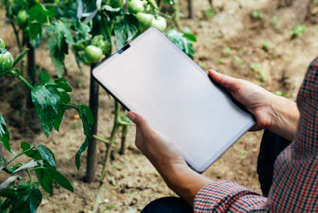 Farmer inspecting tomatoes and using tablet computer for analysis. Agriculture innovative technology conceptの写真素材