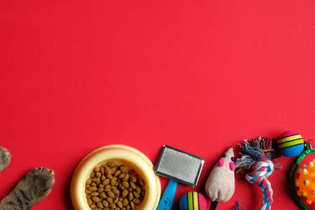 Cat paw and pet accessories on red background. Flat lay, top view. Veterinary shop banner mockup.の写真素材