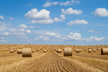 Hay bales on the field after harvest. Beautiful countryside landscape, rural nature in the farm...