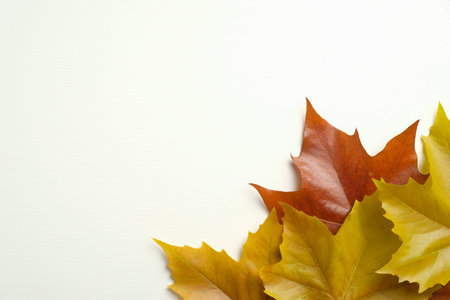 Happy Thanksgiving greeting card template. Maple leaves on white background with copy space.の写真素材