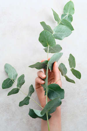 Female hand holding eucalyptus branch in her hands over stone table.の写真素材