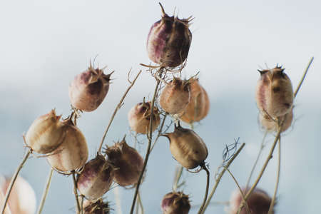 Dried flowers, close-up view. Sadness, autumn melancholy, depression, mourn, grief conceptの写真素材