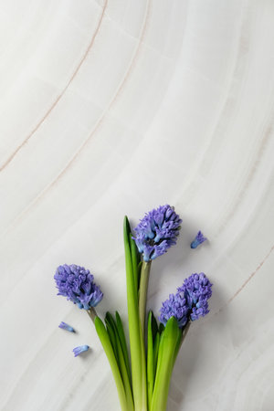 Bouquet of purple hyacinth flowers on a light marble backgroundの写真素材