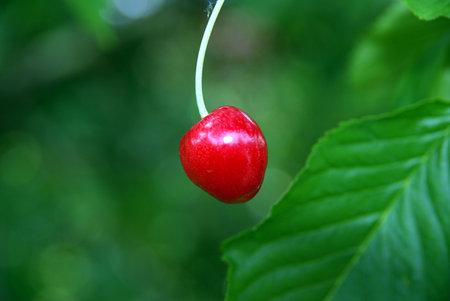 Fresh Cherriesの写真素材