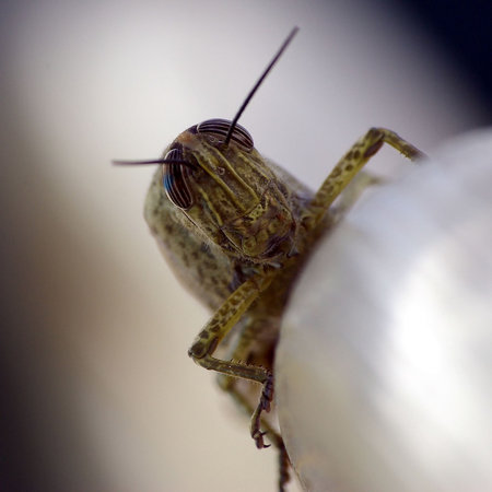 Macro shot of a grasshopper in Spainの写真素材