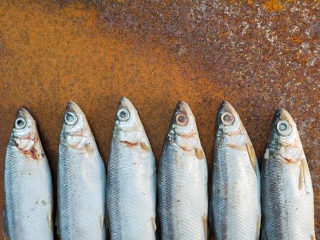 Vendace fishes on the old rusty iron sheetの写真素材