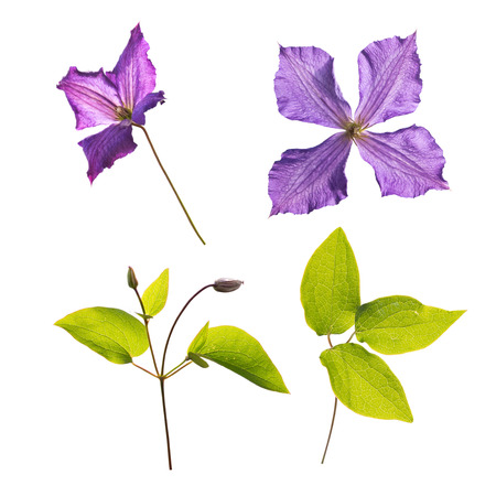 Clematis Jackmanii flowers,buds and leaves isolated on whiteの写真素材
