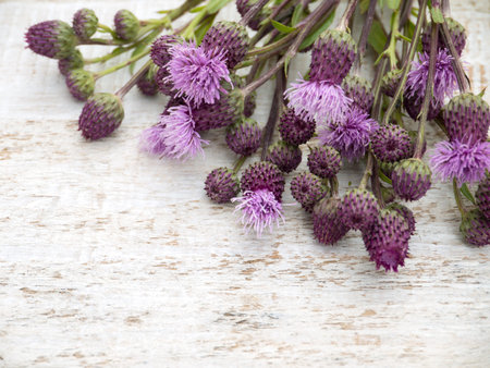 Canada thistle weed flowers and buds on the white rustic backgroundの写真素材