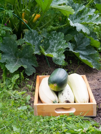 Squashes in the wooden box under the squash plant in bloomの写真素材