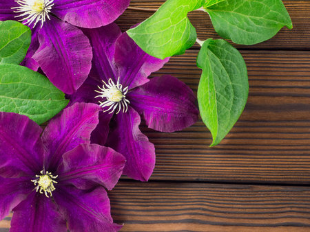Three dark purple clematis flowers with leaves on the textured wooden planksの写真素材