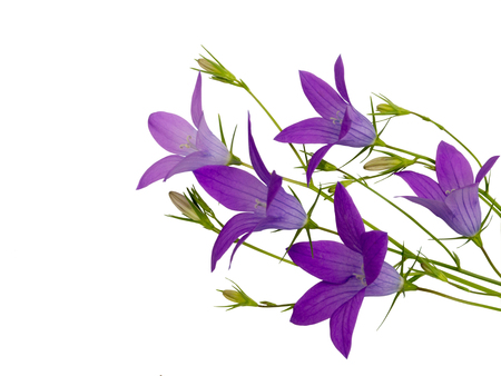 Violet bellflower bouquet isolated on whiteの写真素材