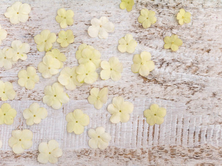 White flowers on the white rough painted wooden plank