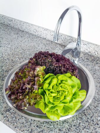 Green and red lettuce salad washing in the kitchen sinkの写真素材