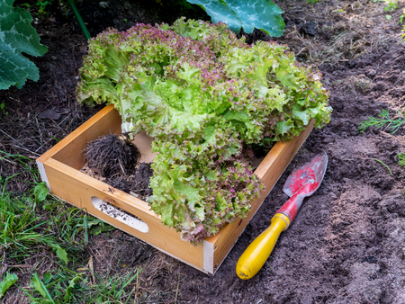 Lollo Rosso coral lettuce salad heads in the wooden box. Green vegetables harvesting in the organic garden.の写真素材