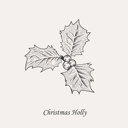Christmas holly branch. Flex aquifolium leaves and fruits in style of black and white vintage engraving vector illustrationのイラスト素材