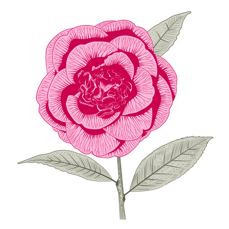Bright pink camellia Japonica peony form flower with leaves hand drawn vector illustration.のイラスト素材