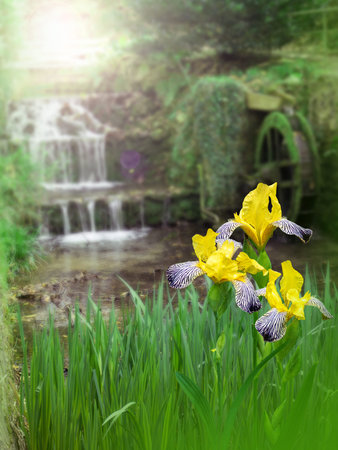 Yellow iris flowers on the water mill blurred background