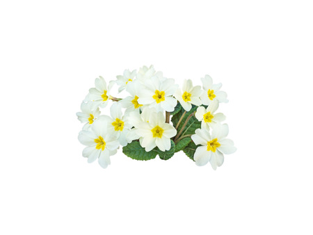 Primrose or primula vulgaris pale yellow flowers isolated on whiteの写真素材