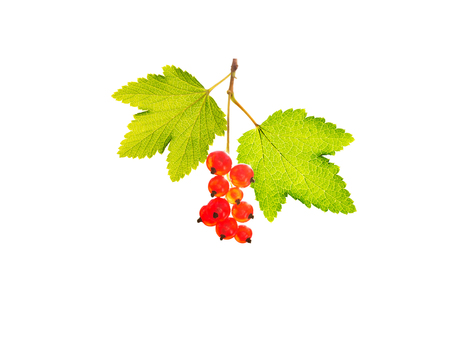 Bunch of red currants with leaves isolated on whiteの写真素材
