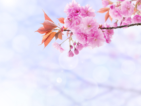 Sakura blossom. Springtime cherry tree branch with pink flowers and leaves on the blurred background. 
の写真素材