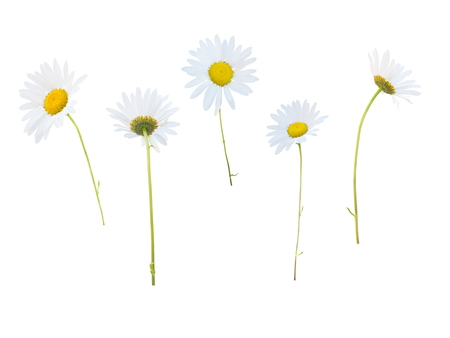 Daisy white yellow flowers in different positions isolated on whiteの写真素材
