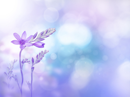 Light purple freesia flowers and buds on the violet turquoise blurred background. Floral desktop. Toned image.の写真素材