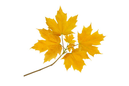 Maple tree branch with autumn yellow leaves isolated on white