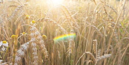 Wheat field at sunset. Yellow mature hanging ears of cereal and camomile flowers .  Rainbow highlight. Summer background.
の写真素材