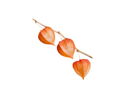 Physalis branch isolated on white. Chinese lantern. Bright orange dry fruits husk.の写真素材