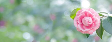 Pale pink camellia japonica rose form flower and leaves in the corner of the long horizontal background. Japanese tsubaki. Toned image.  の写真素材