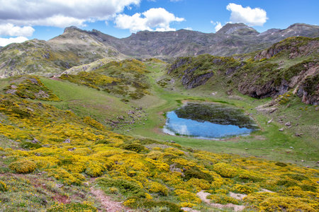 Laguna de Almagrera or La Mina small lake in the Somiedo national park, Spain, Asturias. Saliencia glacial lakes. Genista occidentalis yellow flowers in full bloom.の写真素材