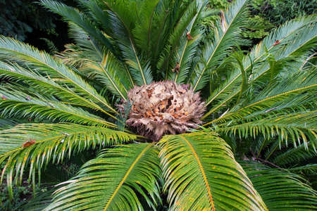 Japanese sago palm or Sotetsu plant female reproductive structure. Cycas revoluta.の写真素材