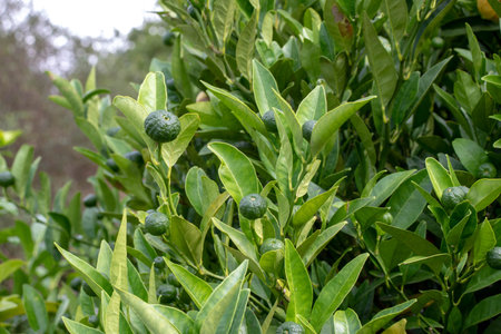 Sweet lemon small unripe fruits and foliage. Citrus limetta. Cross between citron and bitter orange.