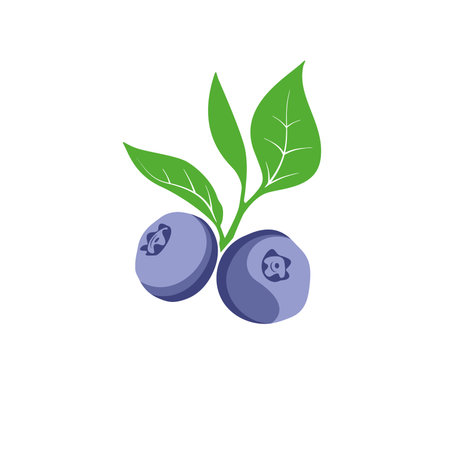 Blueberry berries and leaves branch vector illustration. 
