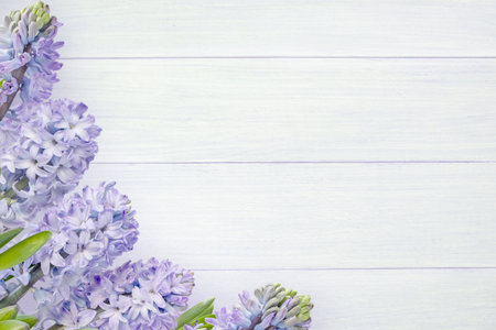 Hyacinth purple flowers and buds on the white rough painted wooden planks background. Spring greeting card.の写真素材