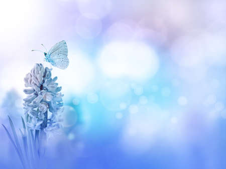 Blue holly butterfly and hyacinth purple flower on the turquoise blurred background. Floral desktop.の写真素材