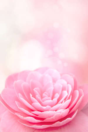 Pink camellia flower on the blurred vertical background.の写真素材