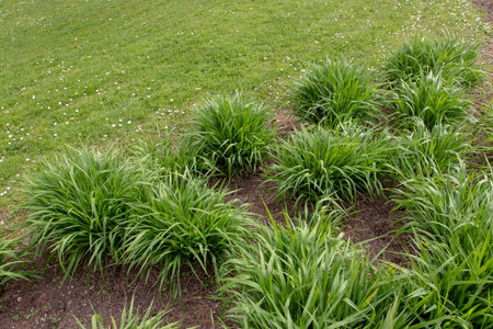 Molinia caerulea arundinacea in the spring garden. Tall purple moor grass.
