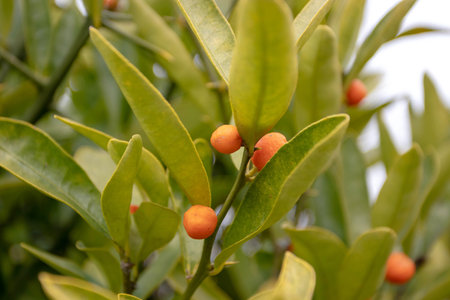Hong Kong kumquat or fortunella hindsii plant with small orange decorative fruitsの写真素材