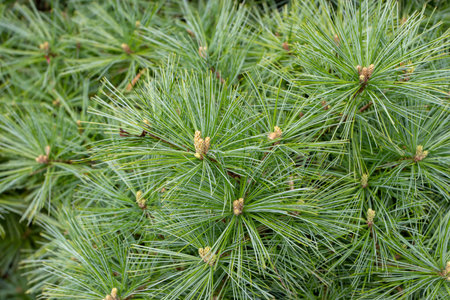 Pinus strobus or white or Weymouth pine tree branches