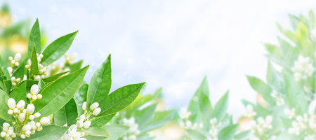 Orange flowers, buds, fruits and green leaves on the spring blurred garden background. Neroli blossom.の写真素材
