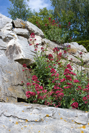 Centranthus ruber flowering plants on the rocks. Red valerian flowers.の写真素材