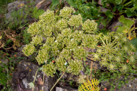 Angelica pachycarpa or portuguese or shiny leaved plant with flowers and seedの写真素材
