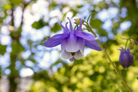 Aquilegia vulgaris or granny's bonnet or european columbine purple flower closeup on the bright bokeh backgroundの写真素材