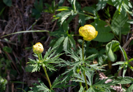 Trollius europaeus the globeflower bright yellow globe shaped flowers on the spring meadow....