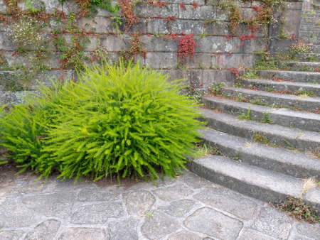 Juniper-leaf grevillea or prickly spider-flower plants. Bright green fluffy decorative shrubs near stone stairway.の写真素材