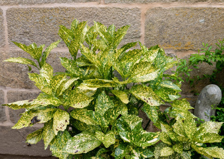 Spotted laurel or Aucuba japonica bush plant with yellow green variegated leaves near the old stone...