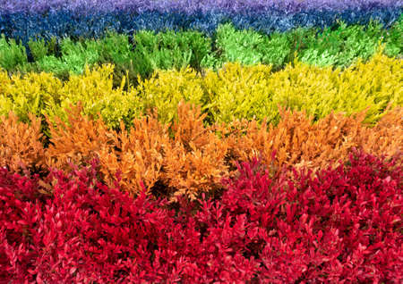 Plants colored in the colors of the LGBT pride flag. Rainbow symbol of lesbian, gay, bisexual, transgender and queer pride. Decorative background.の写真素材