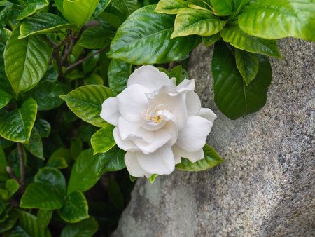 Gardenia jasminoides white fragrant flower in the old shady gardenの写真素材