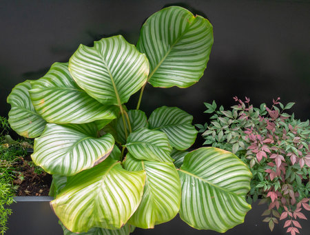 Calathea orbifolia decorative plant on the dark background
